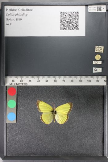 Media type: image;   Entomology 119114